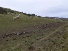 Photo 6x4 Sheep on Foel Gopyn