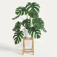 Monstera Deliciosa Swiss