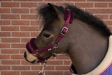 Ruggles Shetland-Miniature