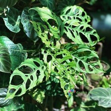 50 Seeds Monstera Obliqua Rare