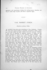 Antique Old Print Parrot Finch Pin-Tailed Nonpareil Erythrura Psittacea 1899