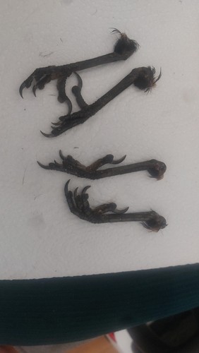Pairs dried crows feet - 2x,