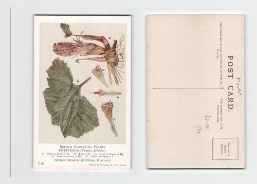 Postcard british museum - postcard,