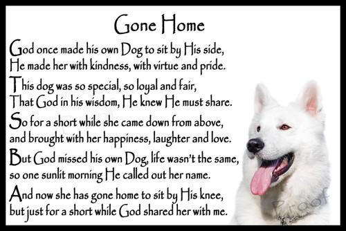 White german shepherd alsatian - white,