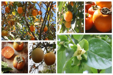 SHARON PERSIMMON KAKI FRUIT SEEDS TREE  SWEET BIG RED-ORANGE FRUITS