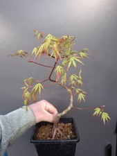 part trained shohin Japanese