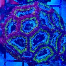 Live coral aussie hulk acan - coral,