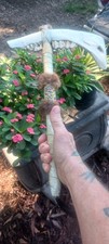 **AWESOME OLDER  NATIVE