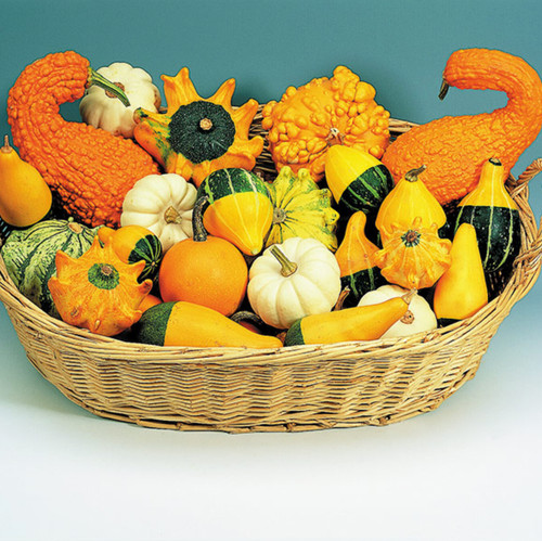 Decorative gourds gourd - 3,