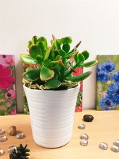 Elegant Jade Plant Money Friendship Plant in White Ceramic Pot for Home Business