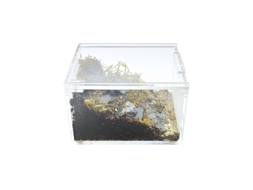 Herpcult acrylic reptile - herpcult,