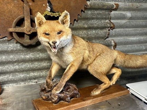 Large taxidermy - large,