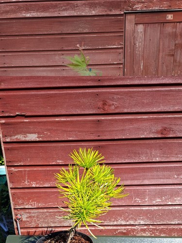 Sciadopitys verticillata