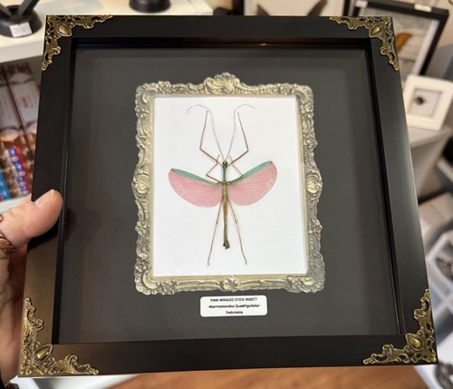 Pink winged stick insect - pink,