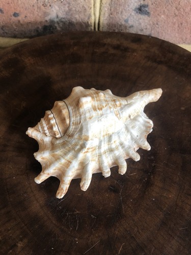 Lambis spider conch - spider, shell