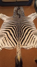 Zebra hide A+ / skin - Large