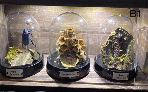 Insect taxidermy lit display - insect, display-