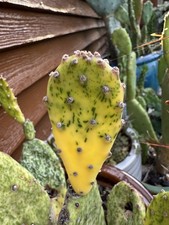 Rare Opuntia Variegated Sunburst Healthy Pad Cactus with Pink Trace