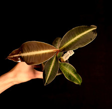 Labisia pumila 'Quicksilver' -
