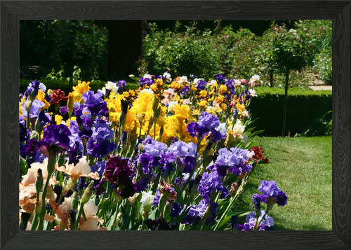 Colourful iris field framed - iris,