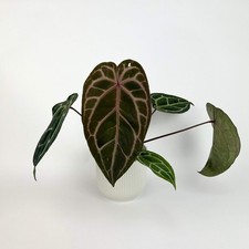 Anthurium Docblock Michelle