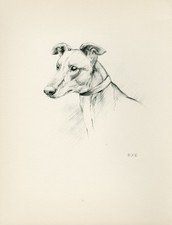 GREYHOUND HEAD STUDY LOVELY VINTAGE IMAGE 1933 DOG ART PRINT by ARTIST KF BARKER