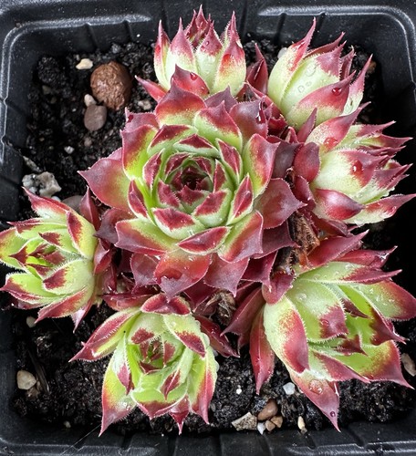 Sempervivum calcareum - sempervivum,