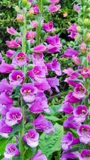 Digitalis Bedding Plug Plant