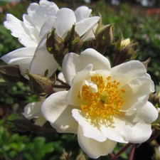 Rambling Rector - 5.5lt Potted Rambling Garden Rose - White/Cream - Fragrant