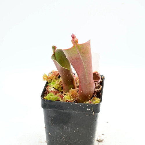Heliamphora parva pulchella - heliamphora,