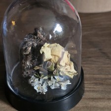 Mini Dome With Real Mummified