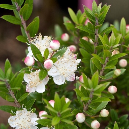 Myrtus tarentina - x, 'tarentina'
