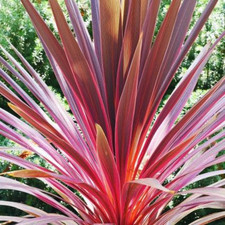 1 Large Plant - Cordyline
