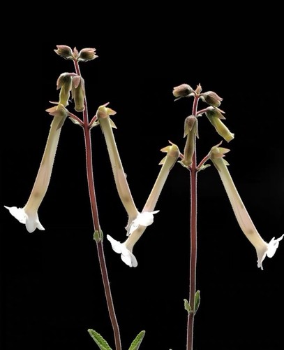 Sinningia tubiflora white - sinningia,