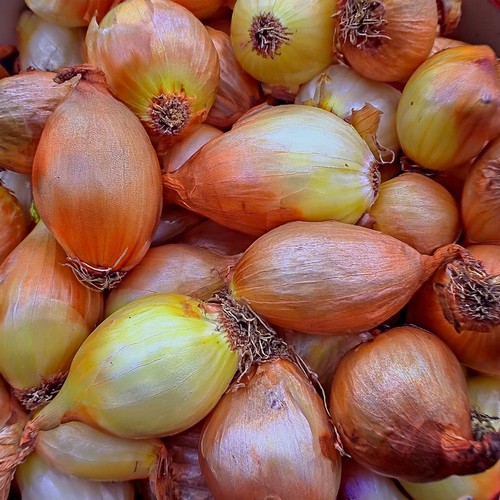 French shallot jermor sets - 8, x