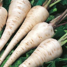 Parsnip White Gem Fresh