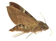 LEPIDOPTERA, SPHINGIDAE