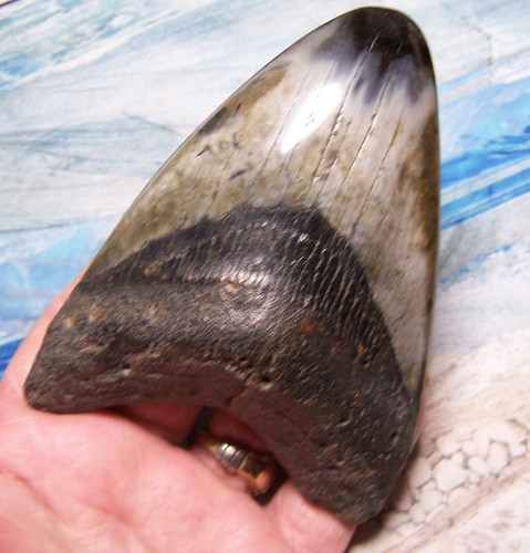 Megalodon shark tooth 4 - shark,