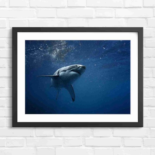 Great white shark - white,