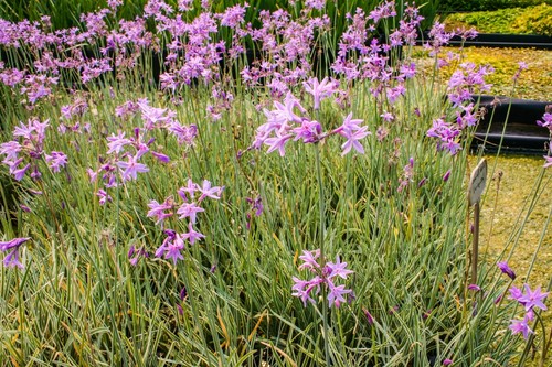 Pink flower variegated - pink,