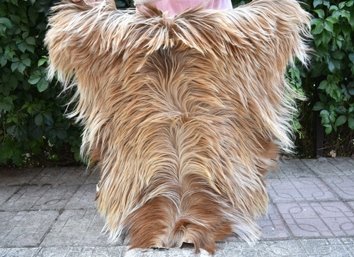 Angora goat leather goatskin - goat,