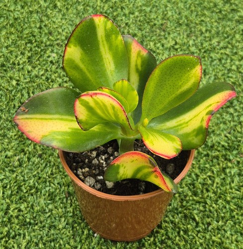 Crassula ovata solana - crassula, ‘solana'