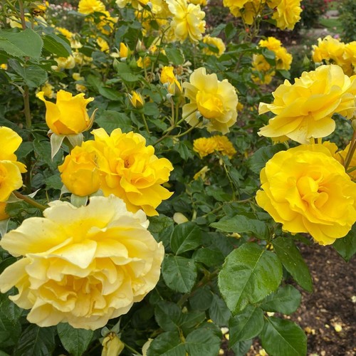 Rose bush pot - bush, pick