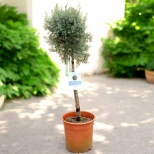Blue Arizona Cypress Patio