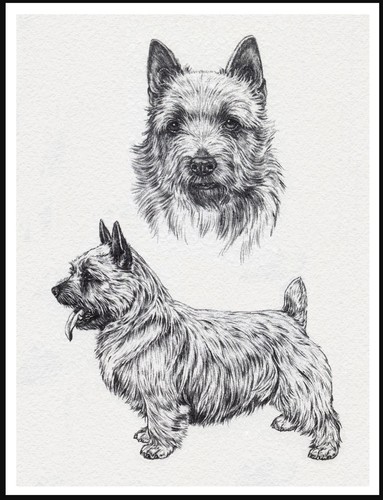 Norwich terrier lovely - norwich,