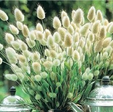 150 x Ornamental Grass - BUNNY
