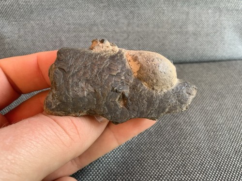 Fossil fish remains - fish, london
