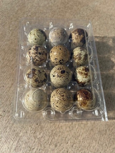 Fresh quail eggs - fresh,
