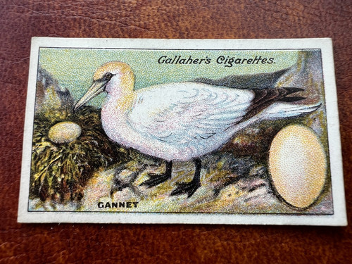 Gallaher birds nests - &, eggs