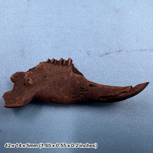 Rabbit jaw fossil with teeth